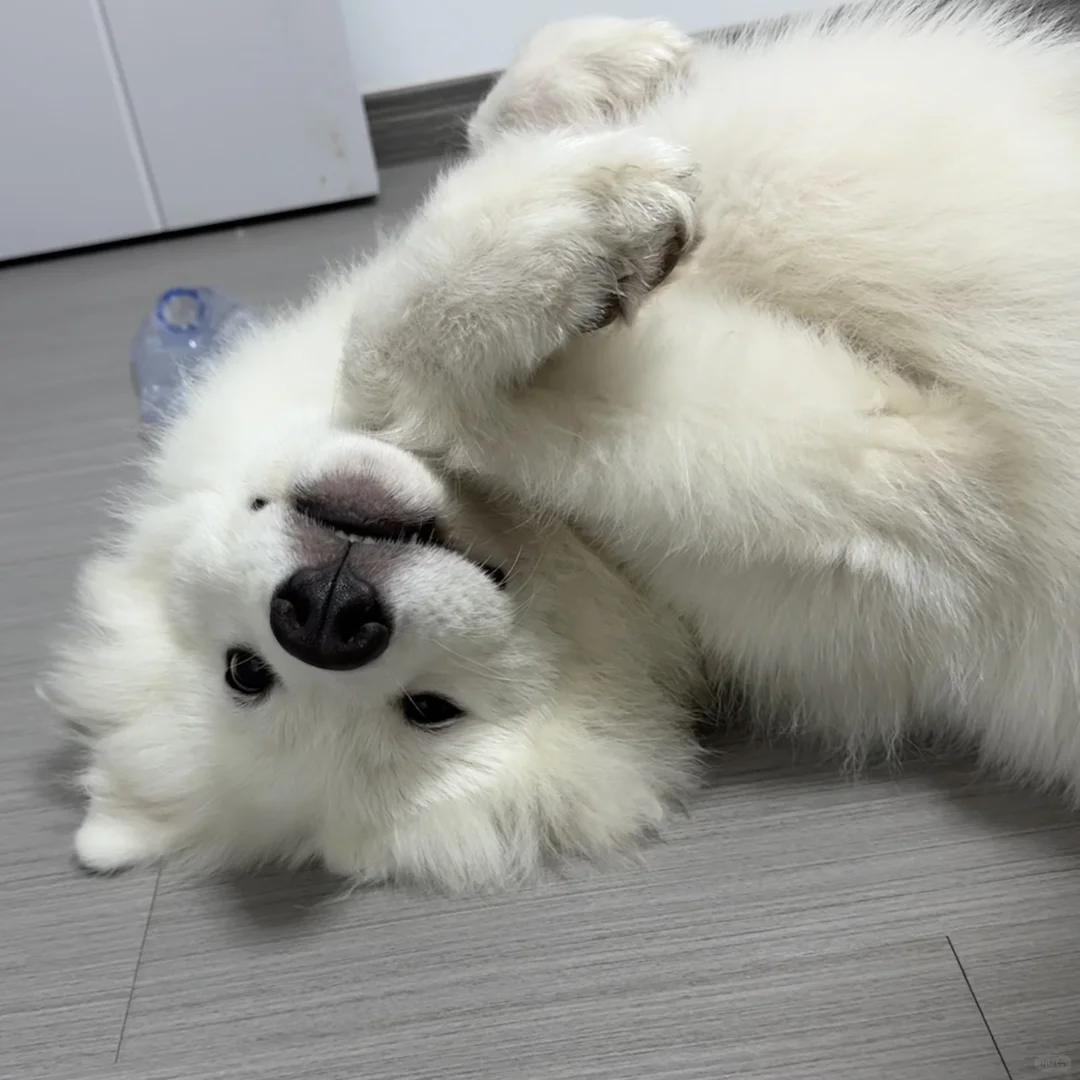 救命🆘 萨摩耶怎么这么会撒娇！