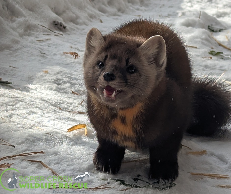 加拿大安大略省南部，克拉灵顿自治区的野生动物救助中心~已经帮助了很多康复的小动物