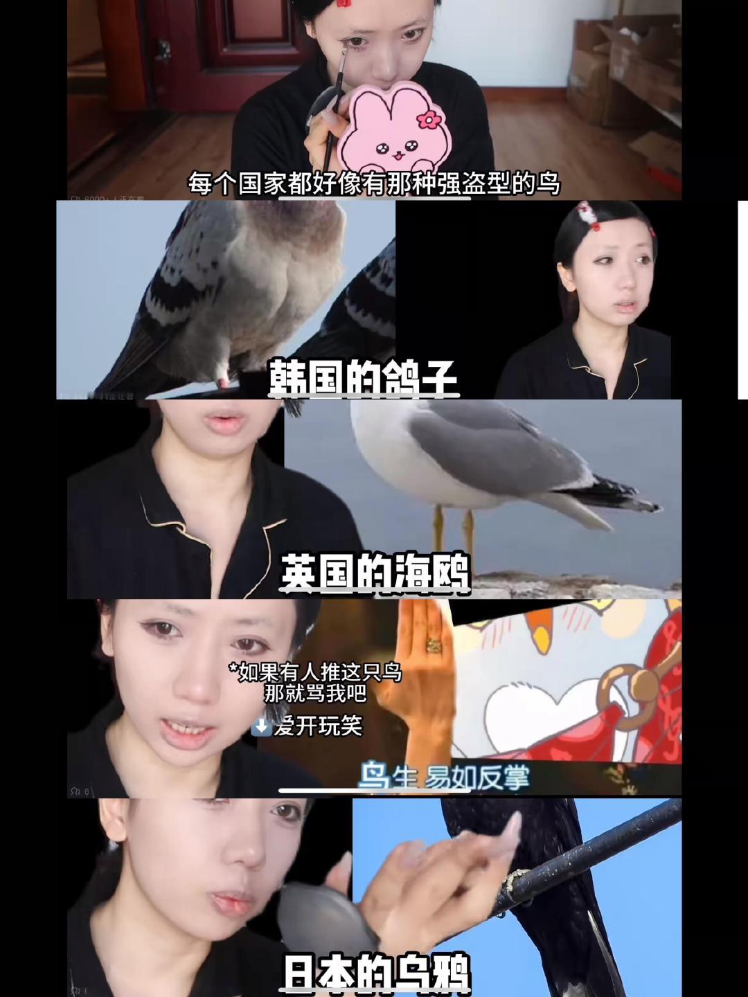 每个国家都有自己的强盗型鸟哈哈哈哈哈哈昨天看到突然出现马蓝星真的笑喷了哈哈哈哈哈
