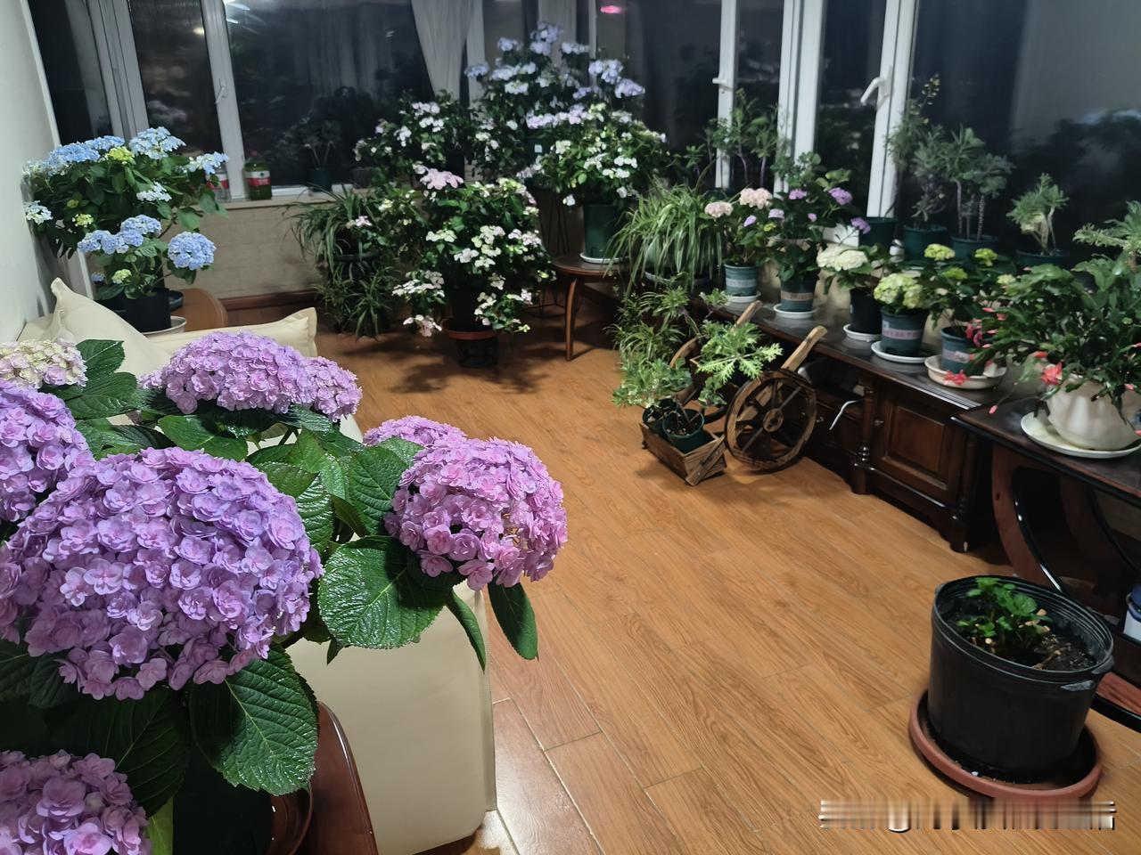 绣球花堪称花界颜值担当，作为“花园三剑客”之一，谁看了能不心动？
就说无尽夏，皮