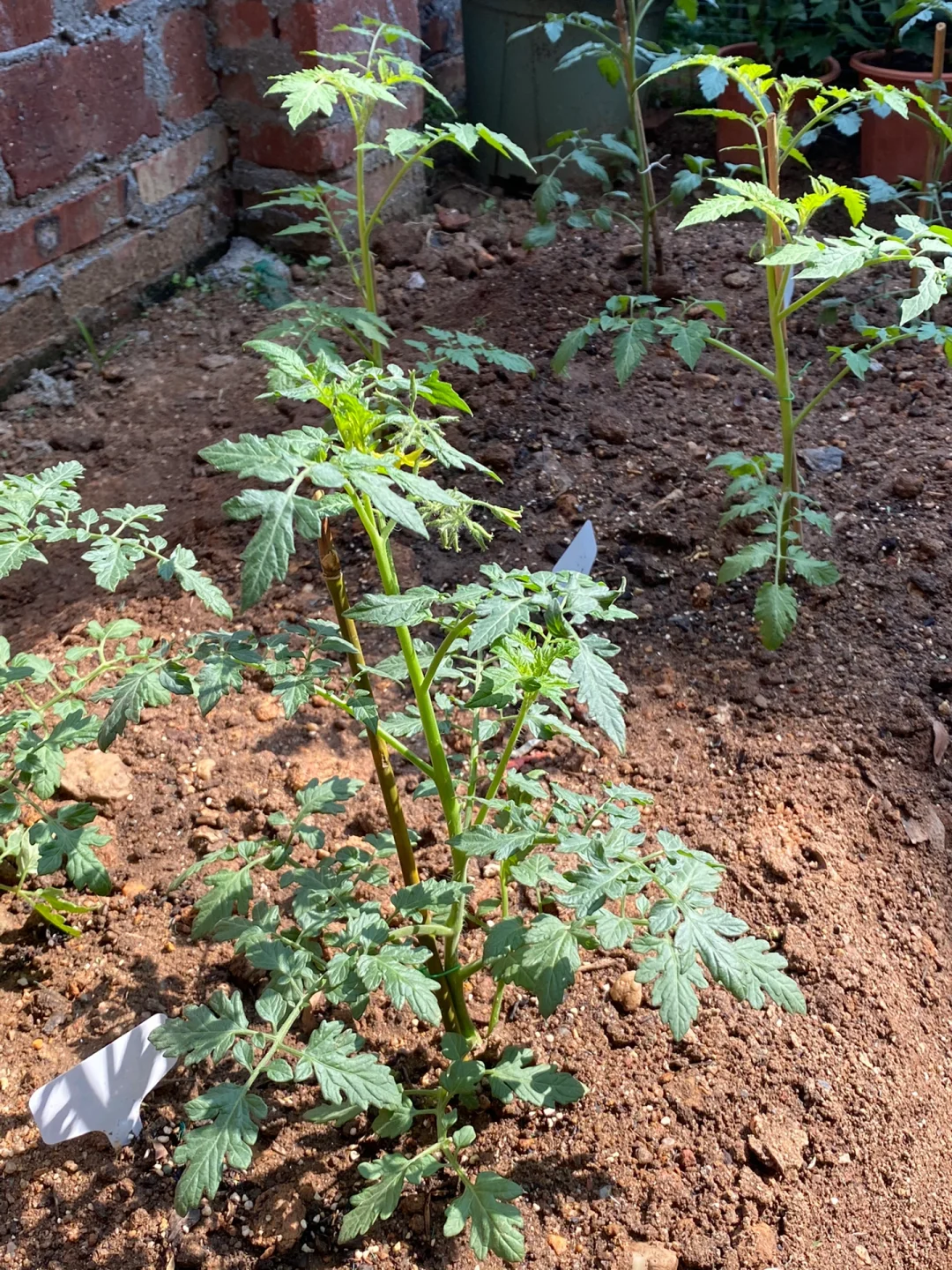 我的小番茄还没给它搭架子！都要开花了啊啊