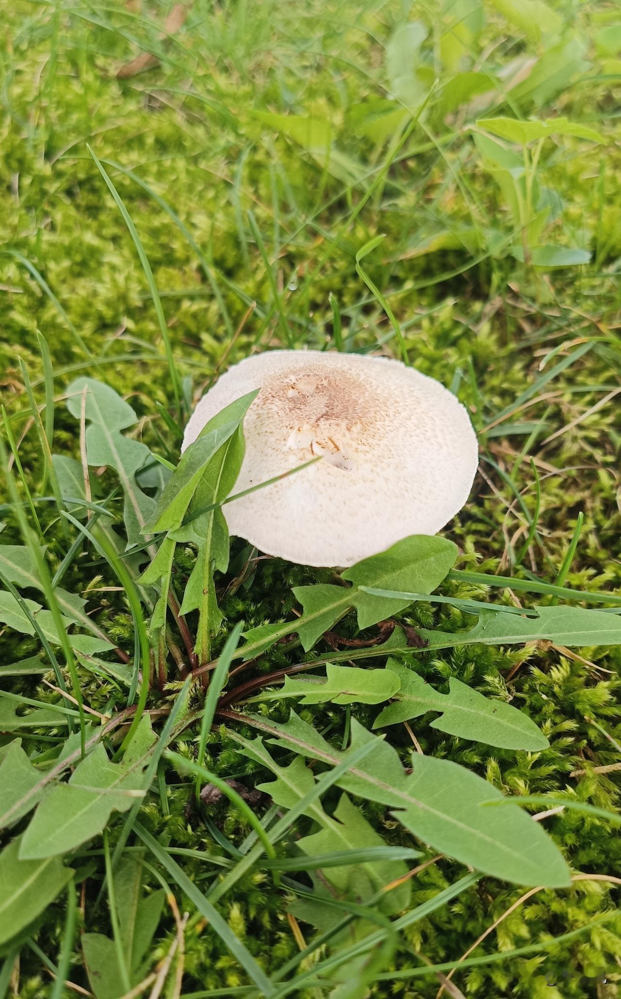 最近沉迷在一部AI都市情感剧中久久不能自拔，想想真没出息。都过来人了，啥没经历过