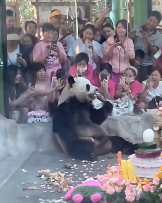 灵岩的生日会现场，直接把 “顶流排面” 和 “显眼包本色” 拉满了！
画面里的灵