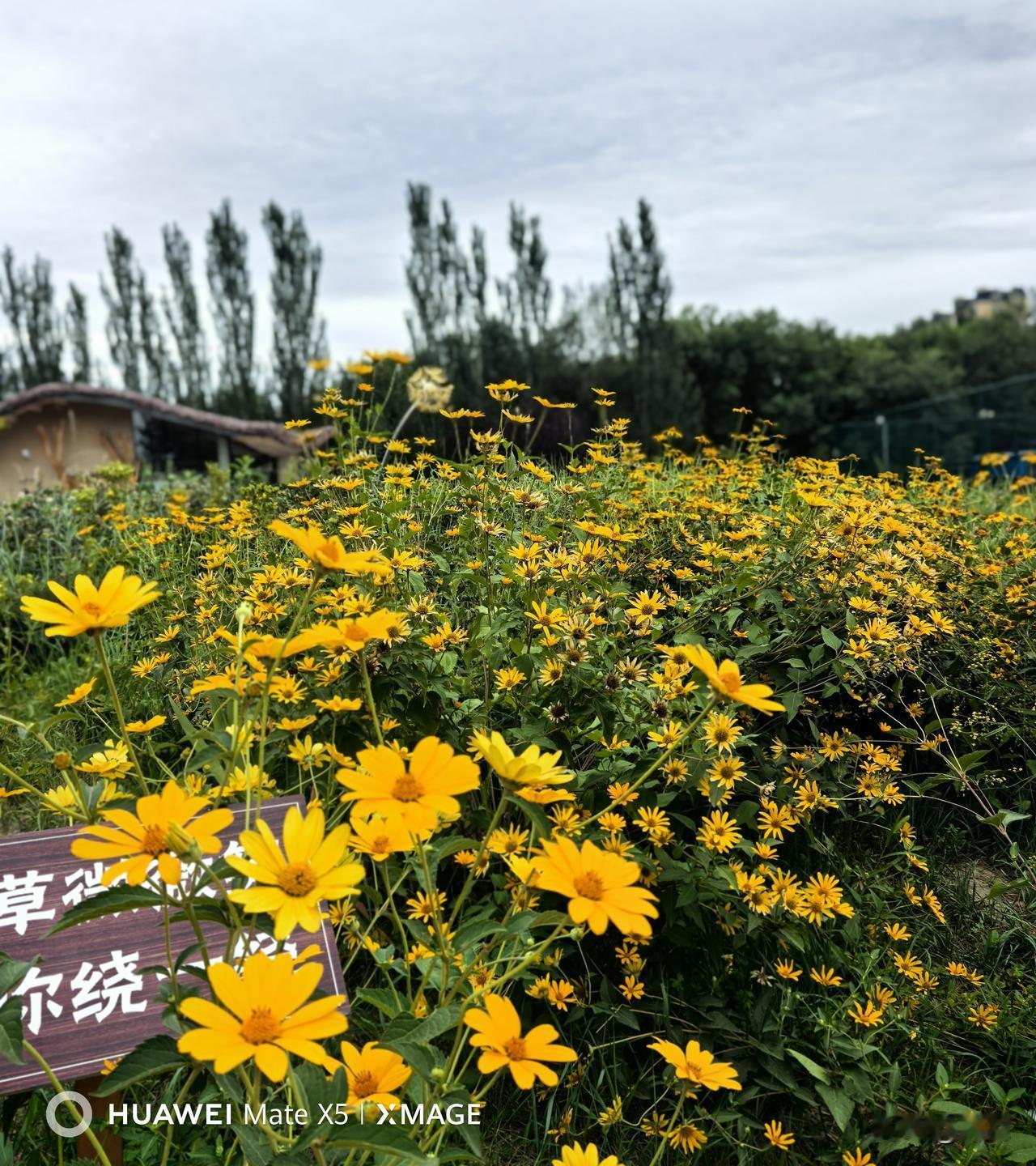 敕勒川草原的花，真的太让人着迷了！7月，这里的格桑花海盛开，像一床绣着碎花的绿毯
