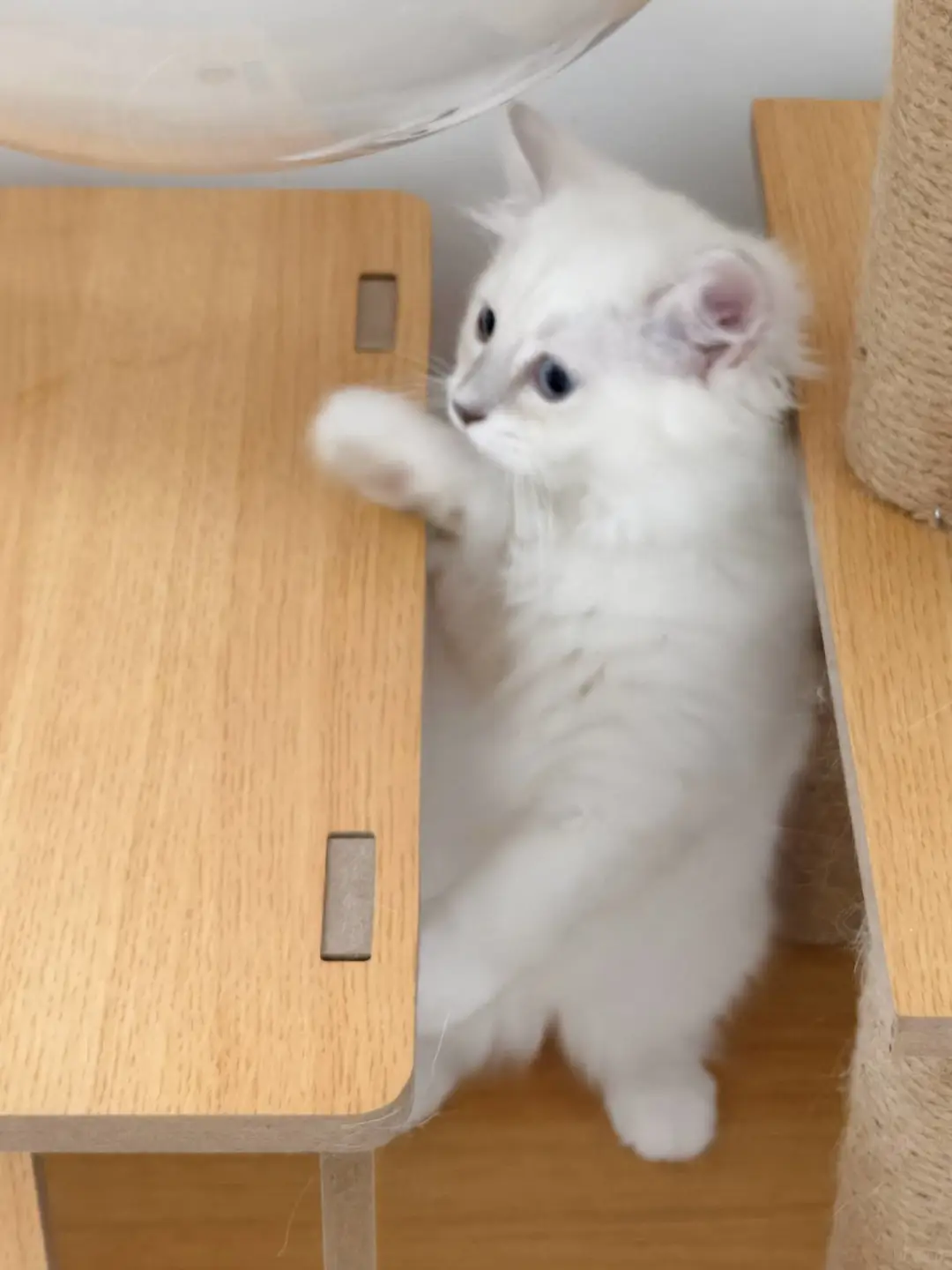 小猫咪好活泼，对啥都好奇