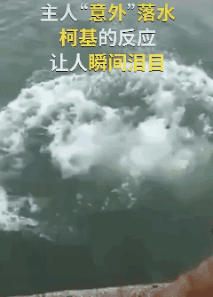 这狗🐶没白养！👍