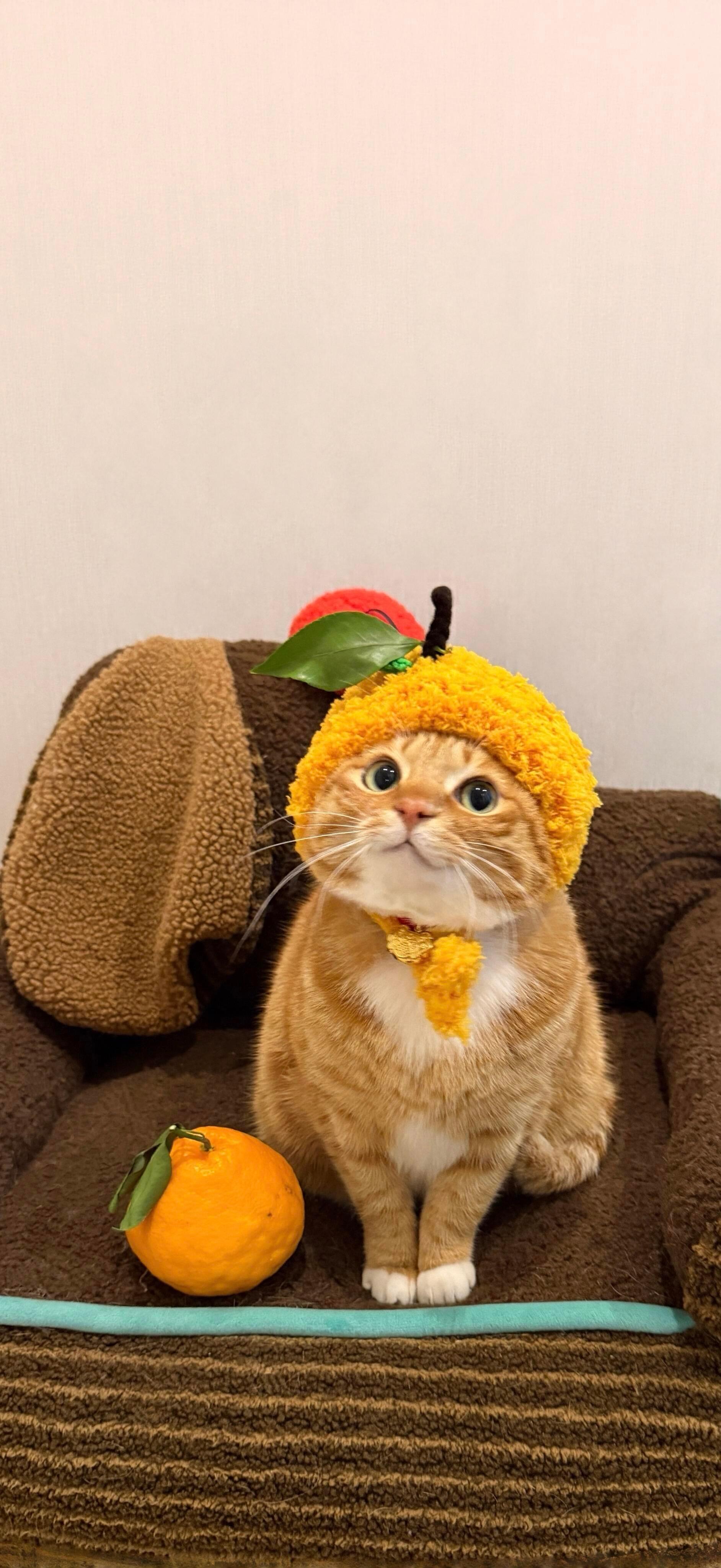 猫咪壁纸｜小猫壁纸｜我的世界很小，刚好装下一只你 