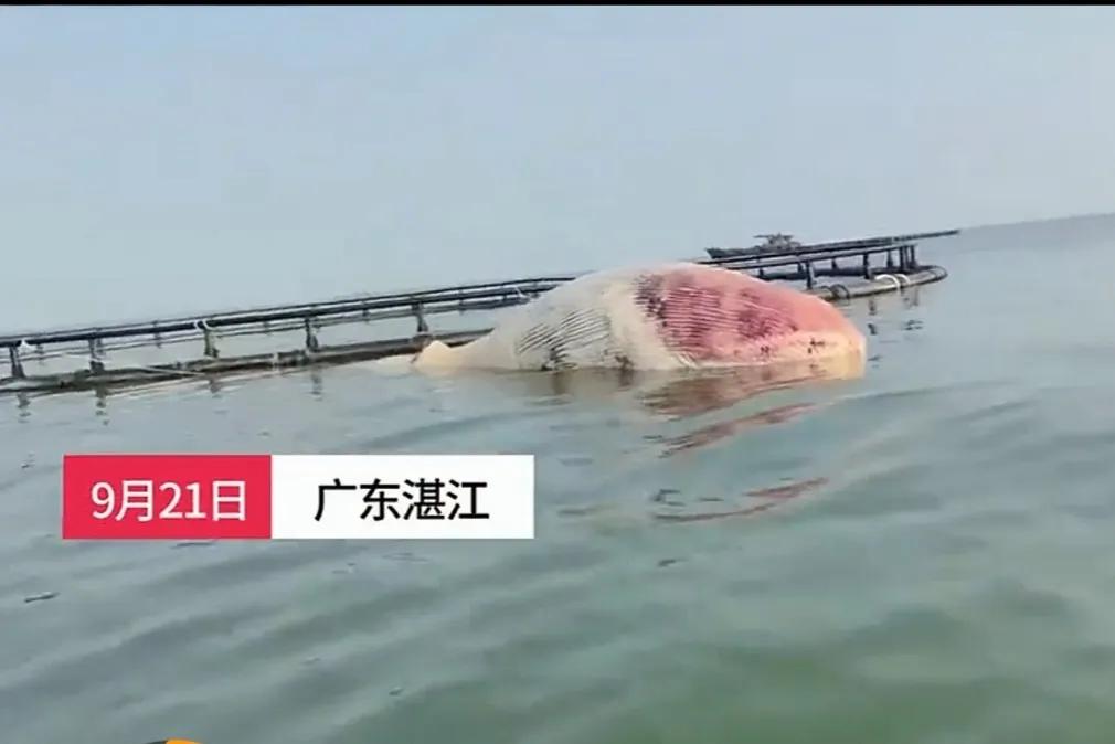 一头12米长须鲸死在湛江水产养殖基地，已高度腐败的鲸鱼有鲸爆可能！

根据202