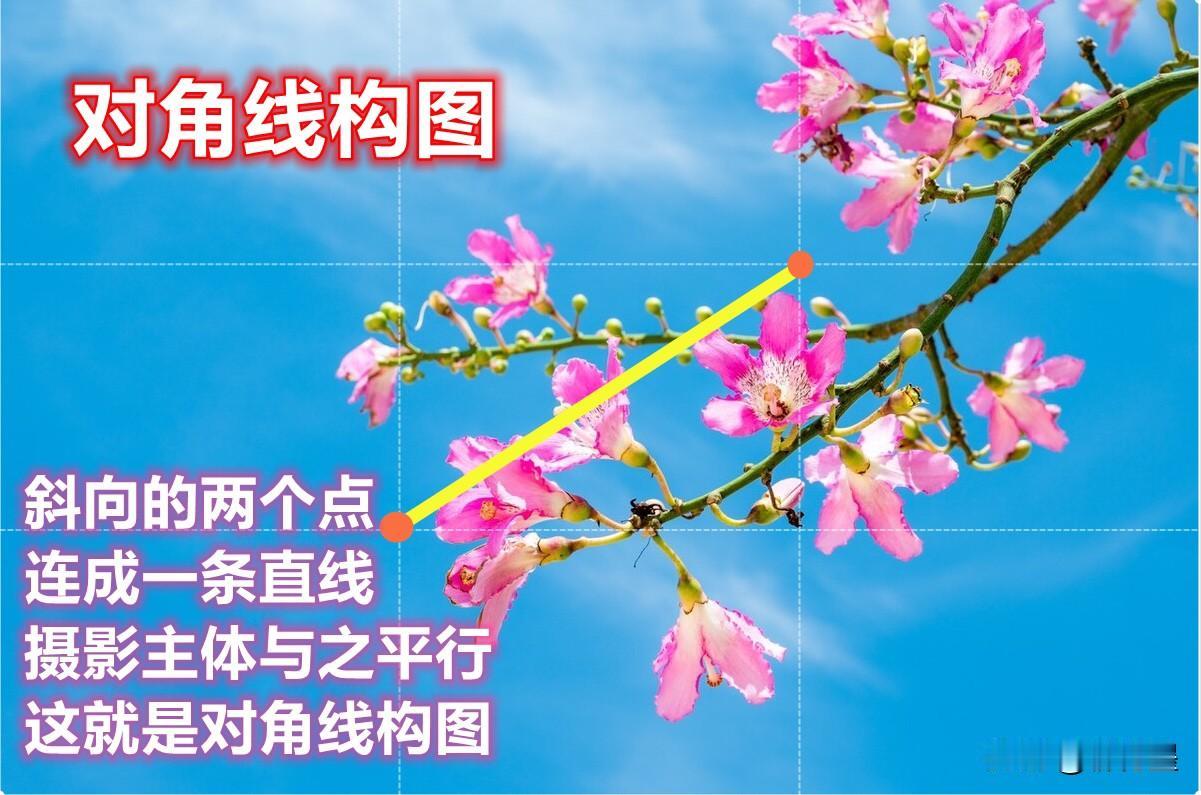 对角线构图就很适合用来拍花花草草。尤其是“树生花”——因为树枝都是斜着长的，顺着