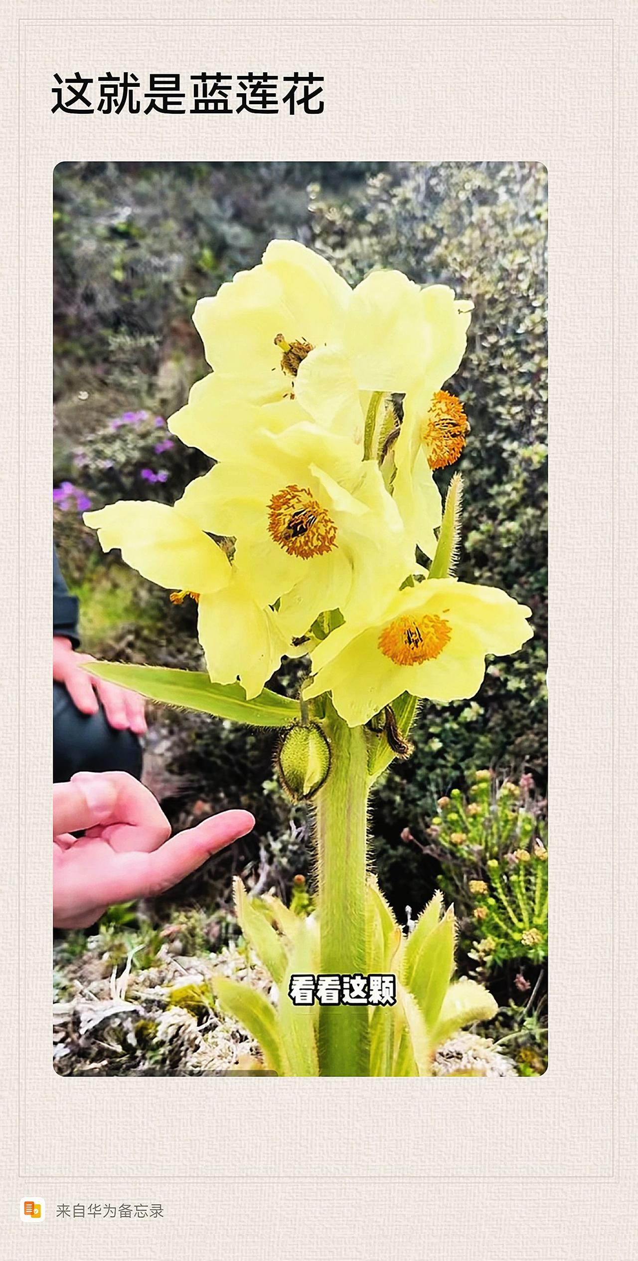 蓝莲花这就是！
