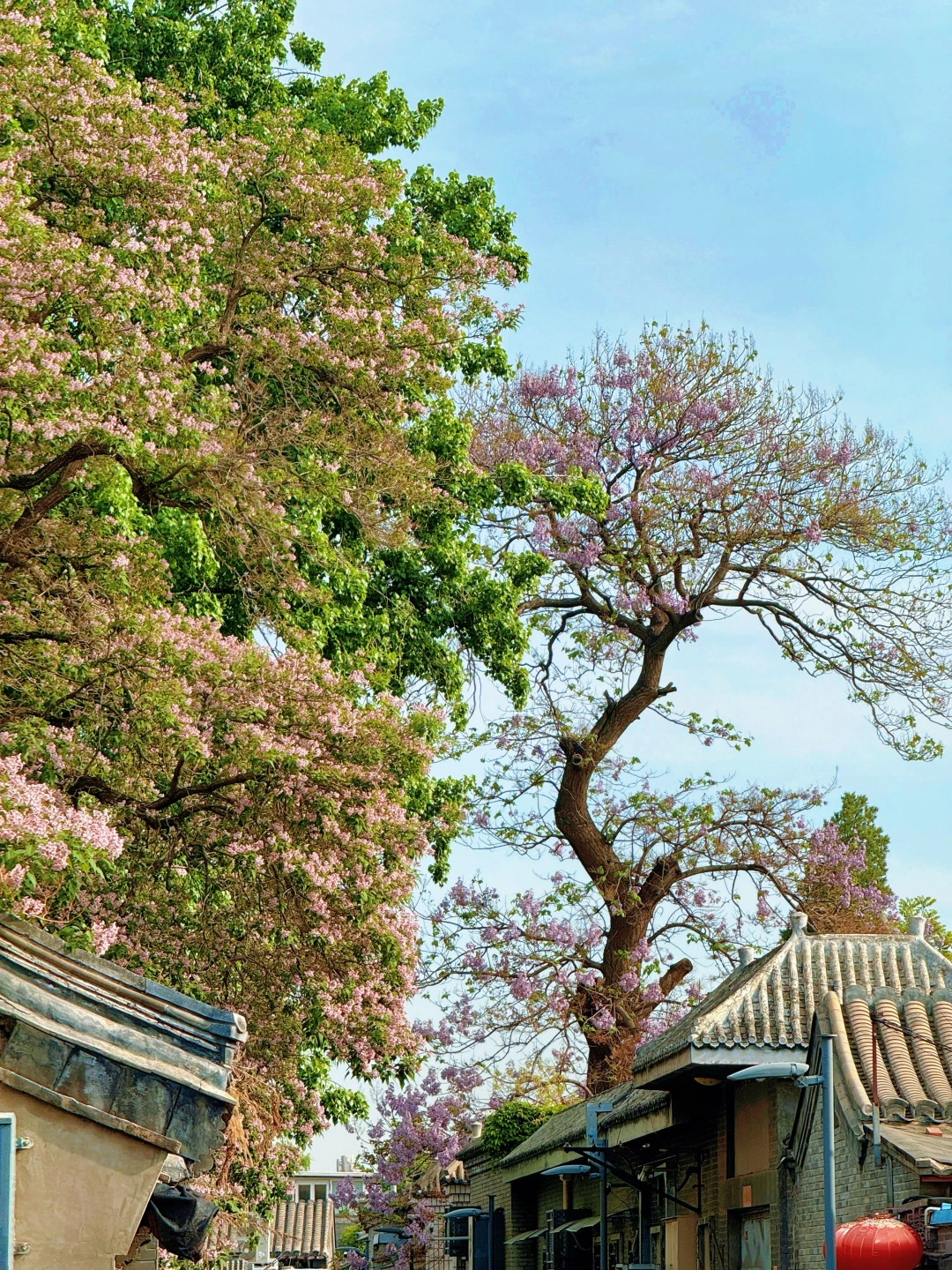 4.21实拍 | 恭俭胡同楸树泡桐已经来到爆了