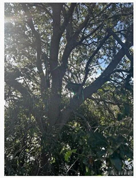 美媒称特朗普专机着陆区视线范围内发现可疑“狩猎架”，FBI正展开调查
2024年