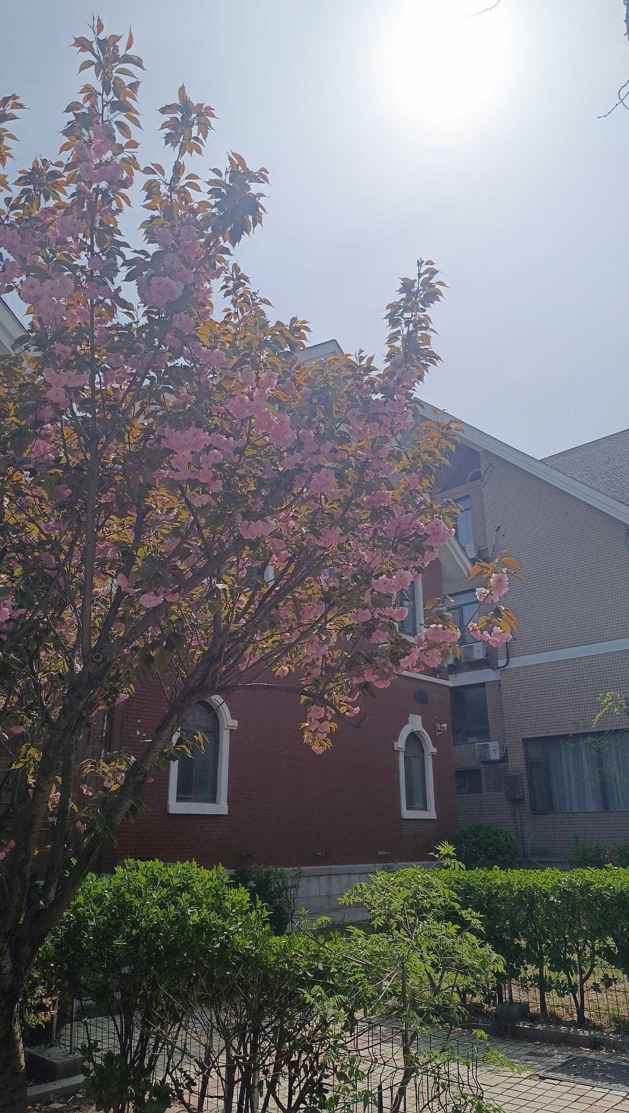 在植物园的第二波踢毽儿只坚持了12分钟，来回过往的人太多了，踢的过程中想起来去儿