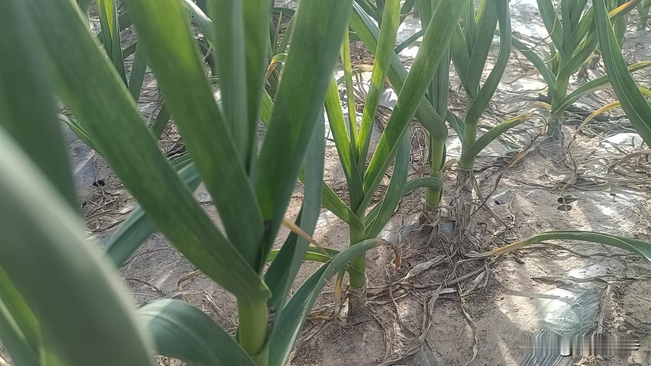 昨天的一天降雨，在农村田地里，还是能看到，正在地里面抽蒜苔的农户，辛苦抽出来的蒜