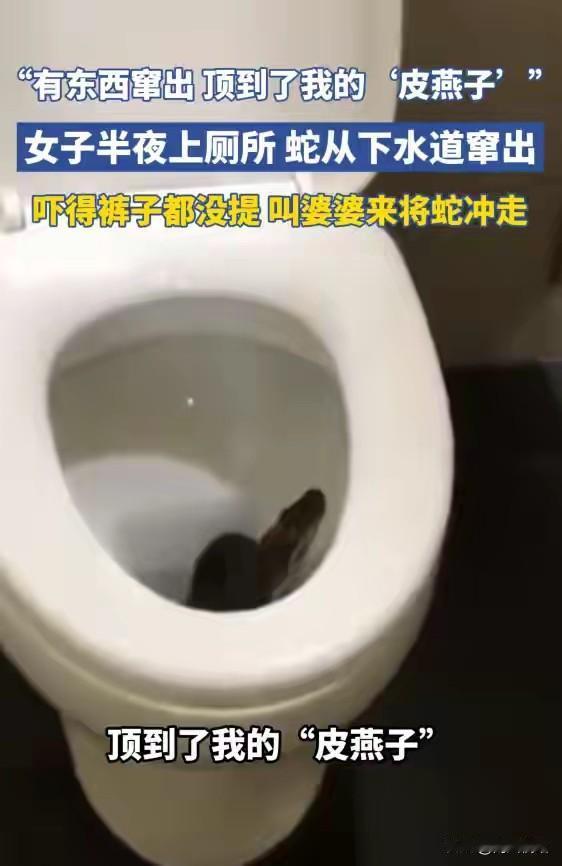 半夜上厕所，刚坐下去被蛇顶到了‘皮燕子’！你们往下看到蛇后，会是什么反应。

在