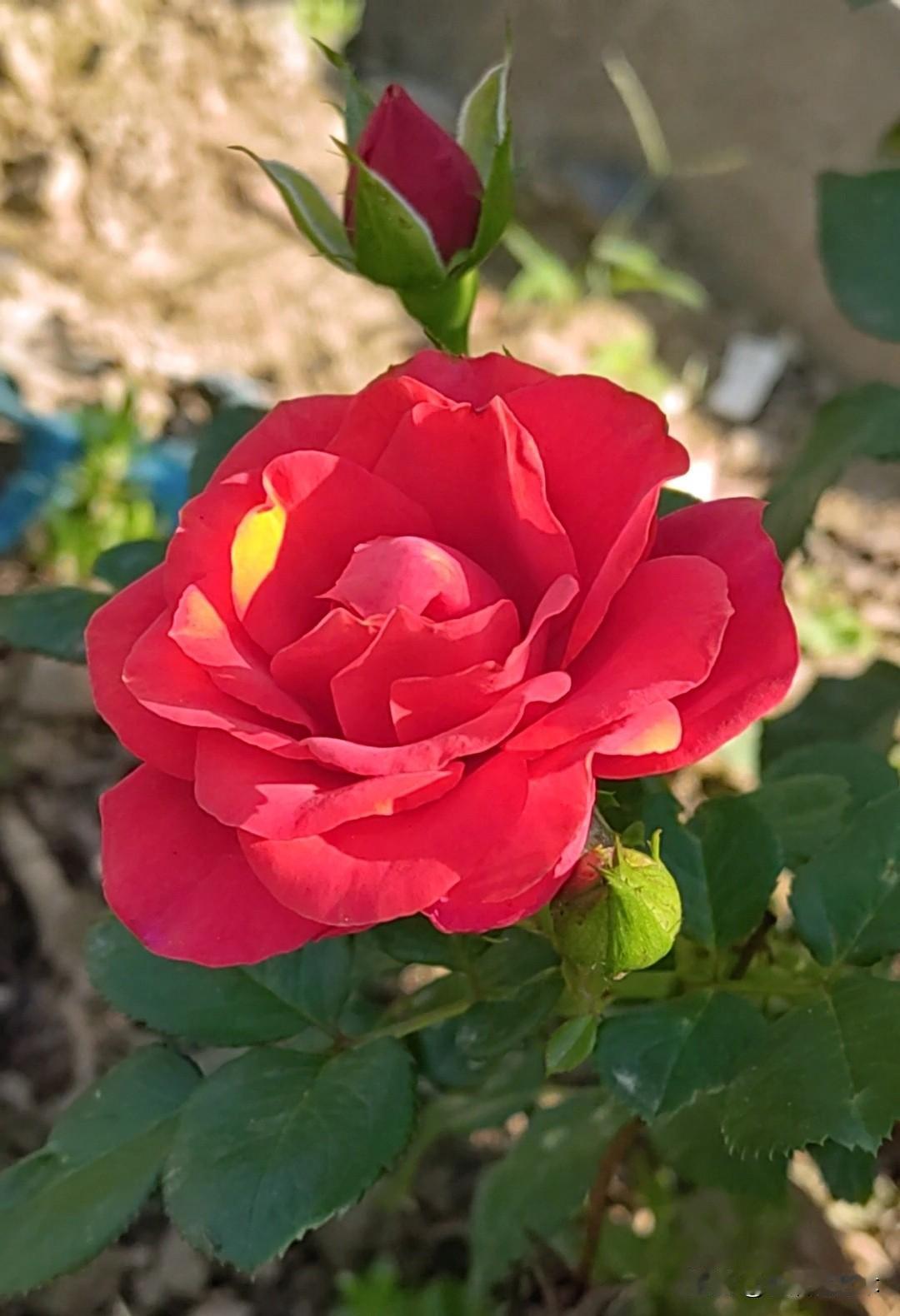 晒图笔记大赛红色的—喜庆的—养颜的—最美的