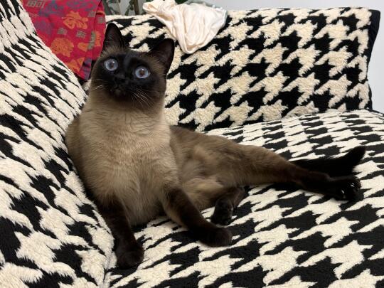 这么会坐的猫都是被养的～