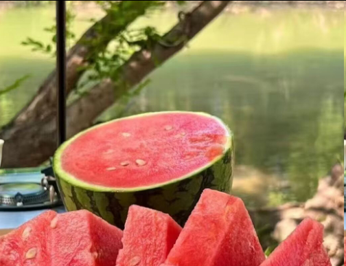 河南西瓜1400斤100元 夏天吃点西瓜真的不错，不如卖到欧洲吧，那边的人很热了
