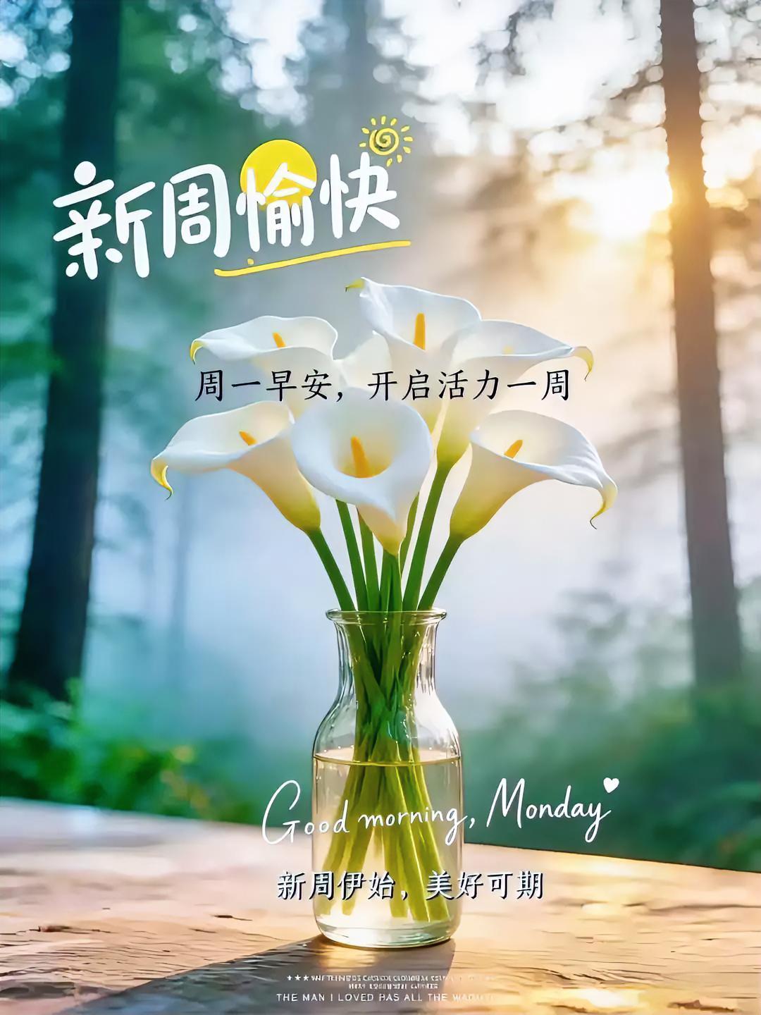 周一早安，阳光洒满白色马蹄莲，元气满满开启活力新周！
早安美丽图片分享