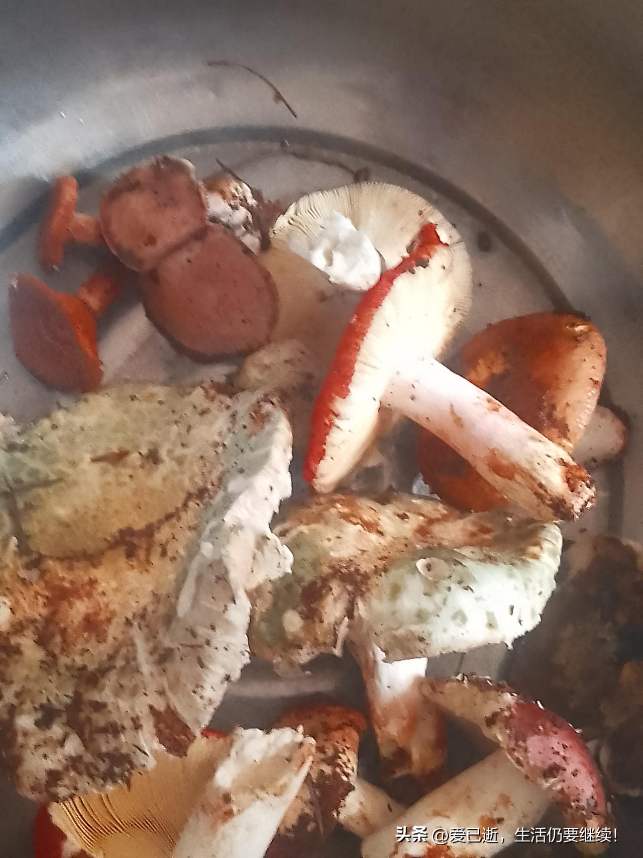 云南有哪些好吃的野生菌?这怎么数得过来，火碳菌、牛腮帮子菌、老母猪青菌、疙瘩菌、