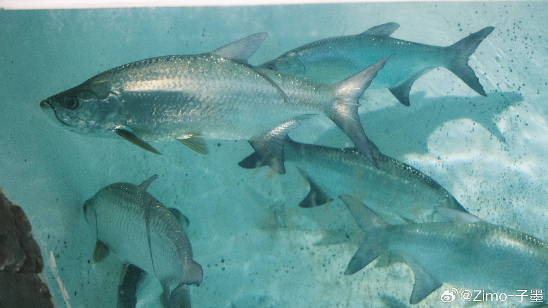 北京最冷的天，又去打卡儿时的圣地，自然博物馆。娃的兴趣日益浓厚，知识也都逐渐归拢