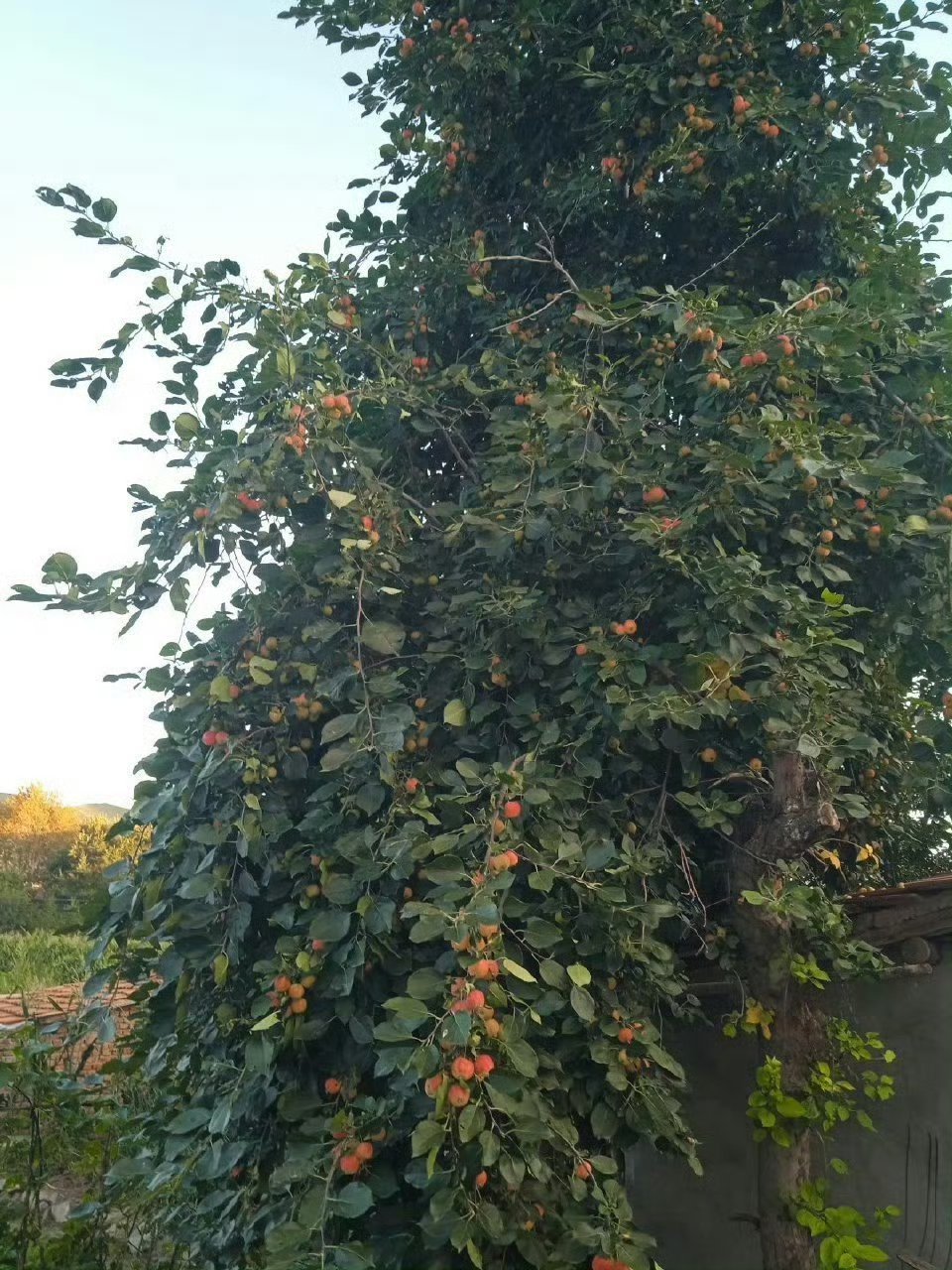 都给你们发走了不送了太麻烦我得上树摘去树太高了 ​​​
