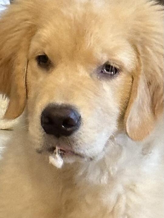 跟狗吵架了，吵挺凶的，曝光一张他的丑照