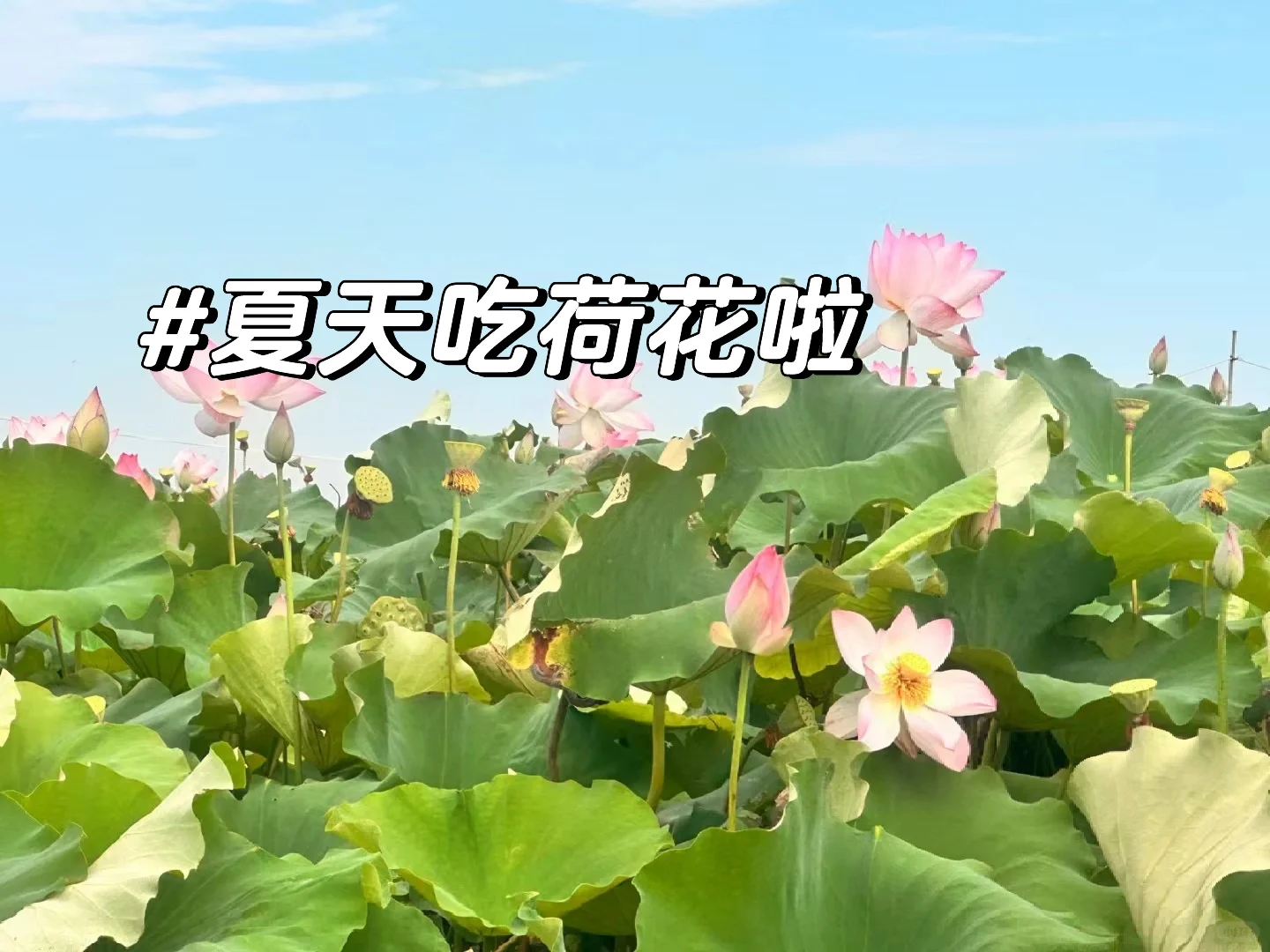 来武汉一定要试试｜现剥农家水果莲蓬 ，甜嫩