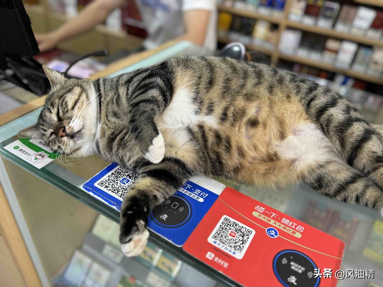 刚刚去楼下小卖部买东西，一眼就看到老板的梨花猫正慵懒的躺着，那睡姿豪放得无边。