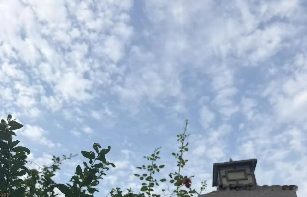 真心话茶局今天上午武汉下起了好大的雨呀！前几天闷热得很，原来是快下雨了！