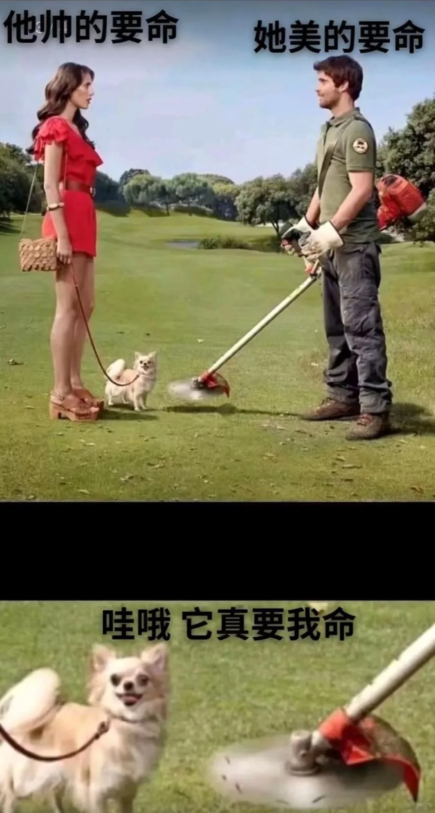 哇哦它真要我命哈哈哈哈哈搞笑图片梗图合集