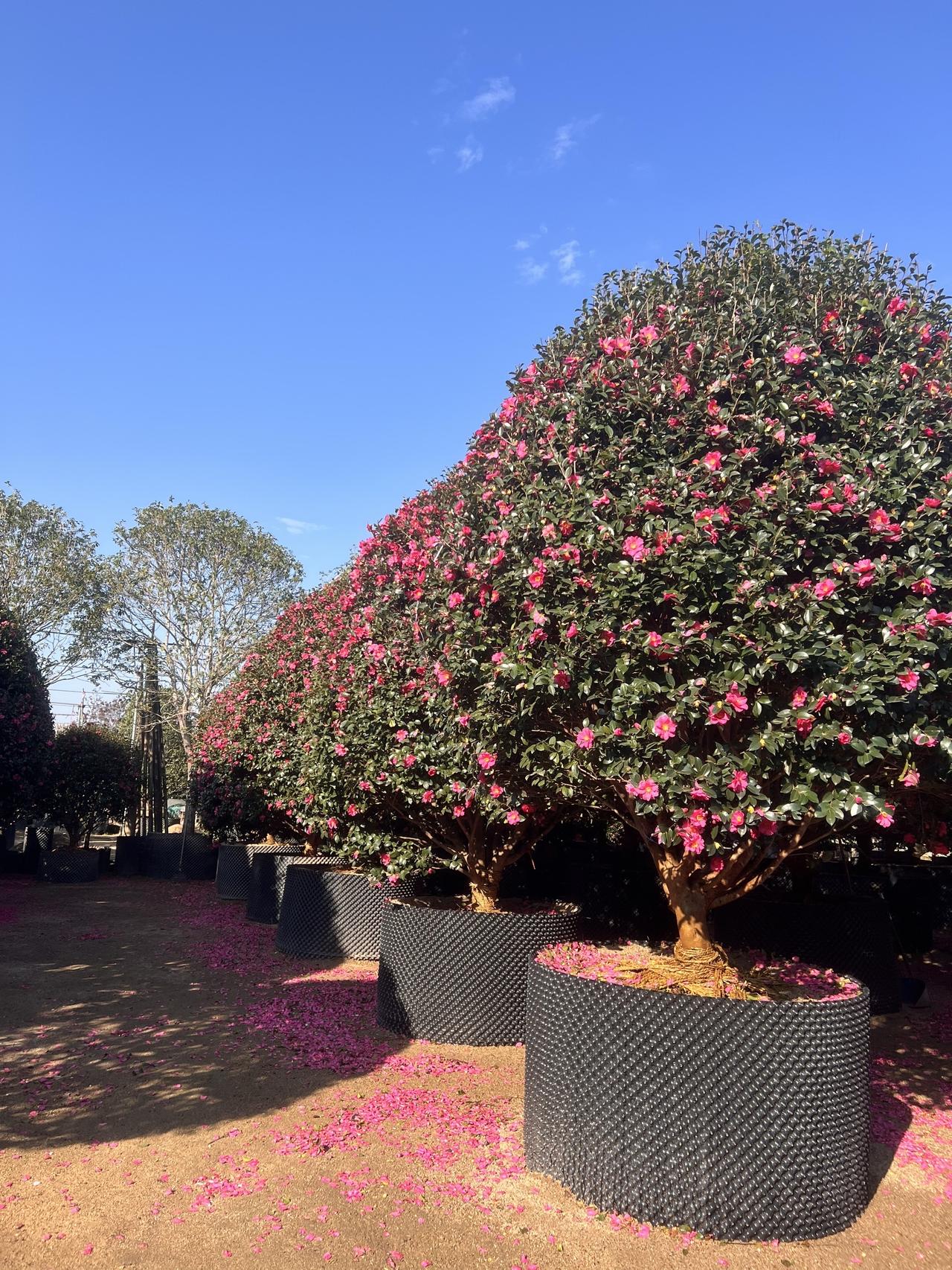 晨有清远暮有余闲，心有清欢岁月安暖✨
前几天，我们在附近散步，逛了好茶花园，还偶