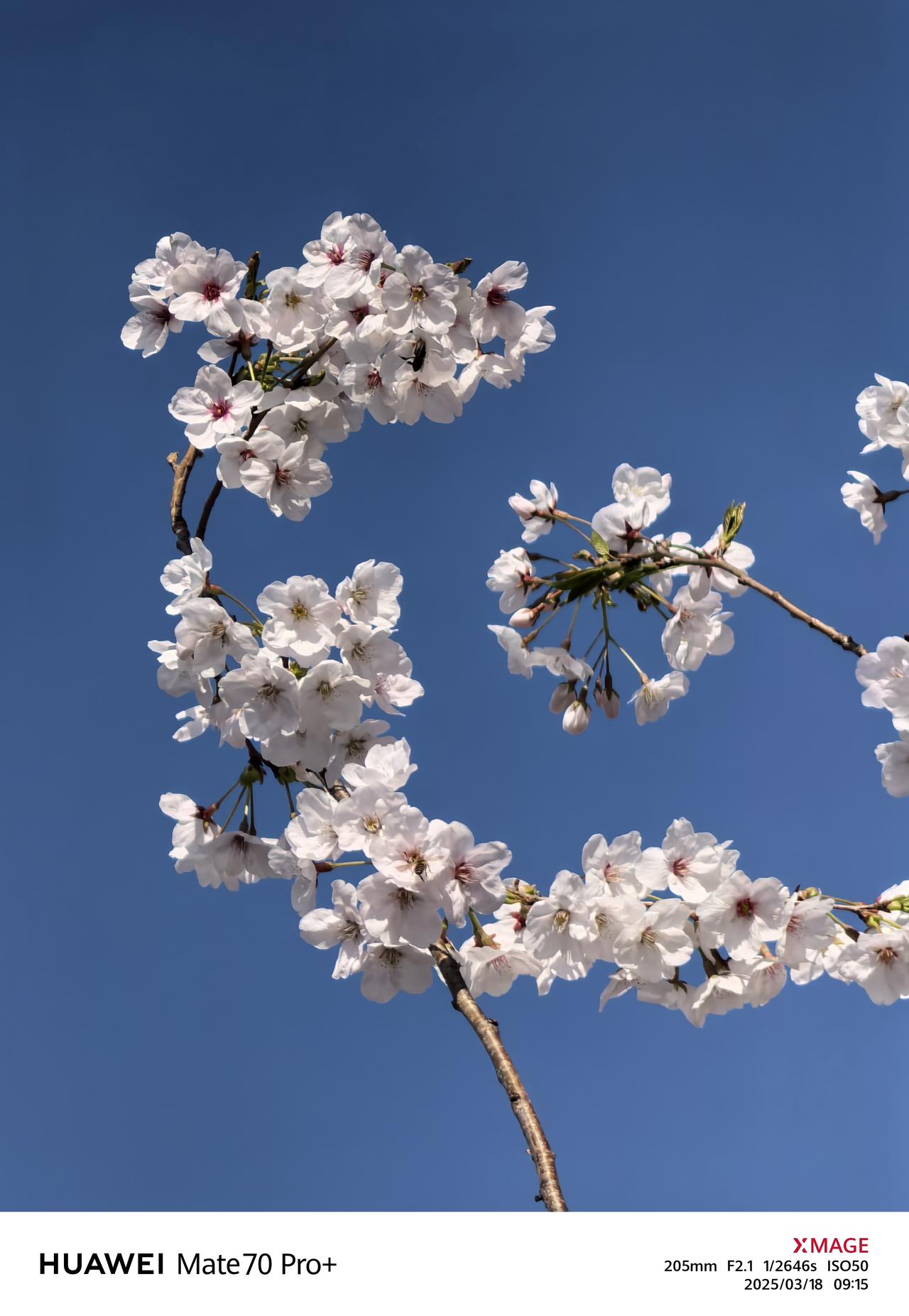 武汉后襄河公园的樱花开了🌸看樱花来武汉