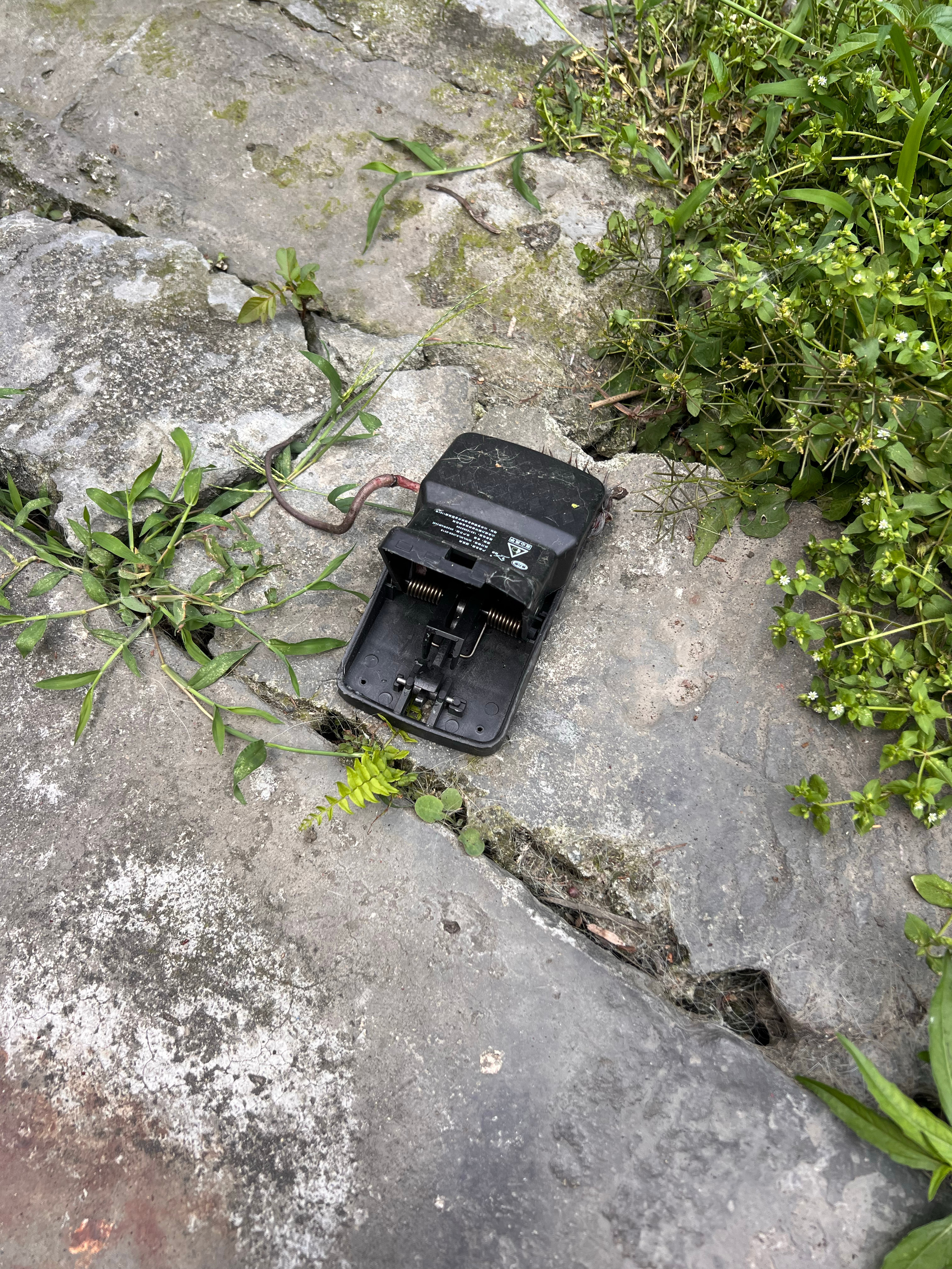 这个近视眼，不是被猫逮辣条吓死，就是被短腿吓死！！！不晓得哪个（我估计是李瓜皮）