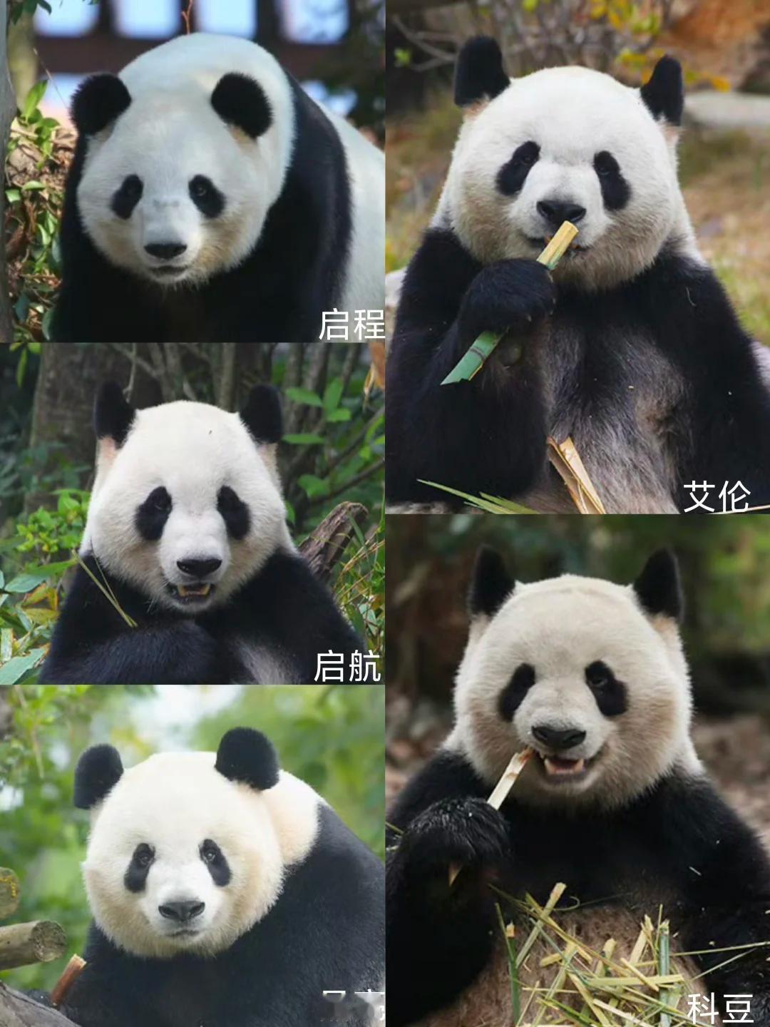 五只大熊猫陆续运抵入住福州！它们分别是：

启程启航，姐弟，2018年7月2日出