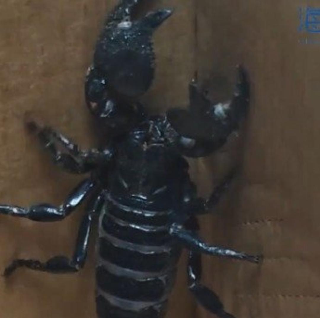 胆寒！海关截获18厘米活体帝王蝎，剧毒外来物种，千万别当宠物养！
 
你敢想象吗