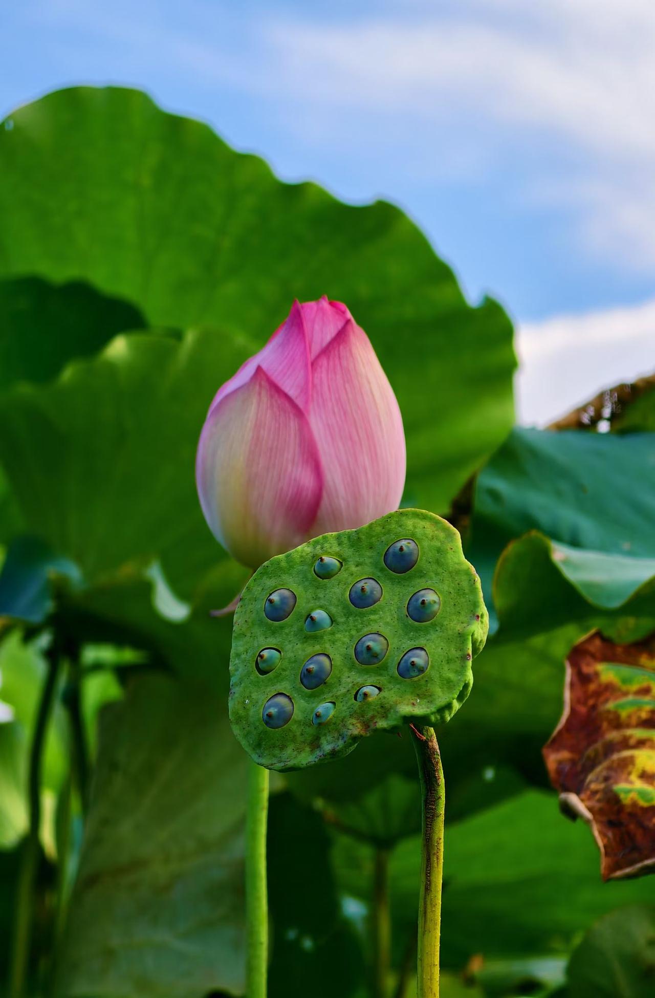 炎炎夏日，挡不住对美好风景的向往。出门走走，吹一吹夏日的风，心情豁然舒畅，一切慢