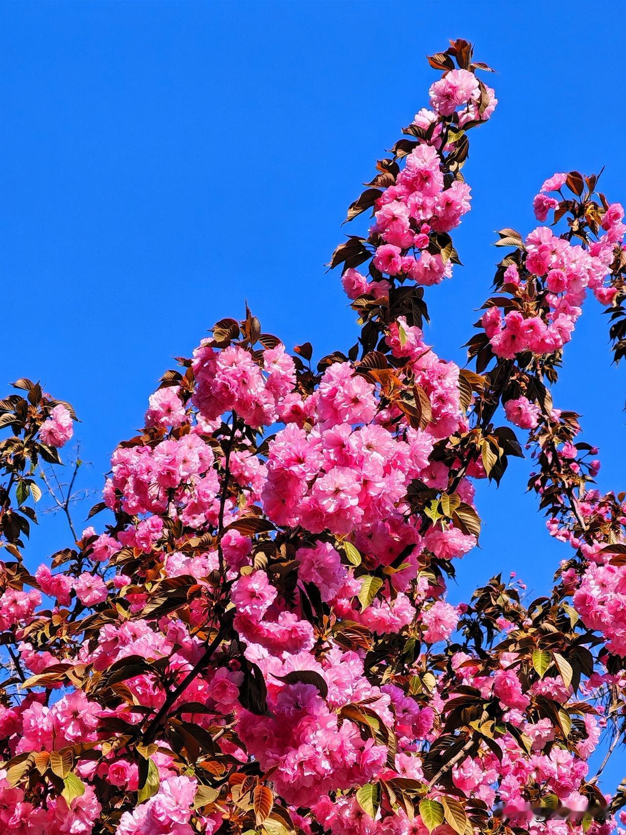 春日花开满枝头，粉黛争艳映碧空。