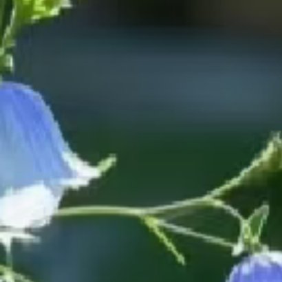 阳光信用 ☘️阳光信用 🍀每日一善风铃草的日常种植养护秘籍寓意：风铃草象征温柔