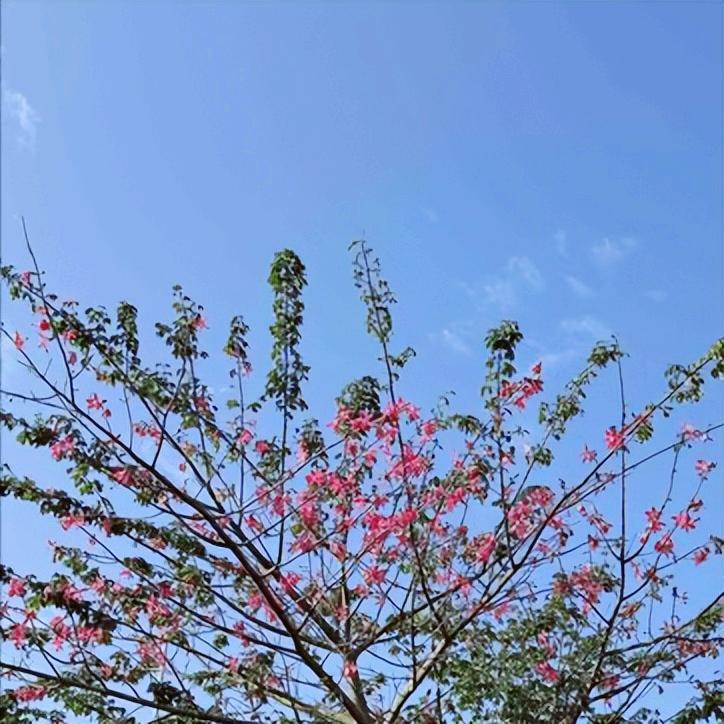 歌唱家给湖南省领导授课：兰花，即便无人知晓，依然幽香如故   该省文化强省、旅游