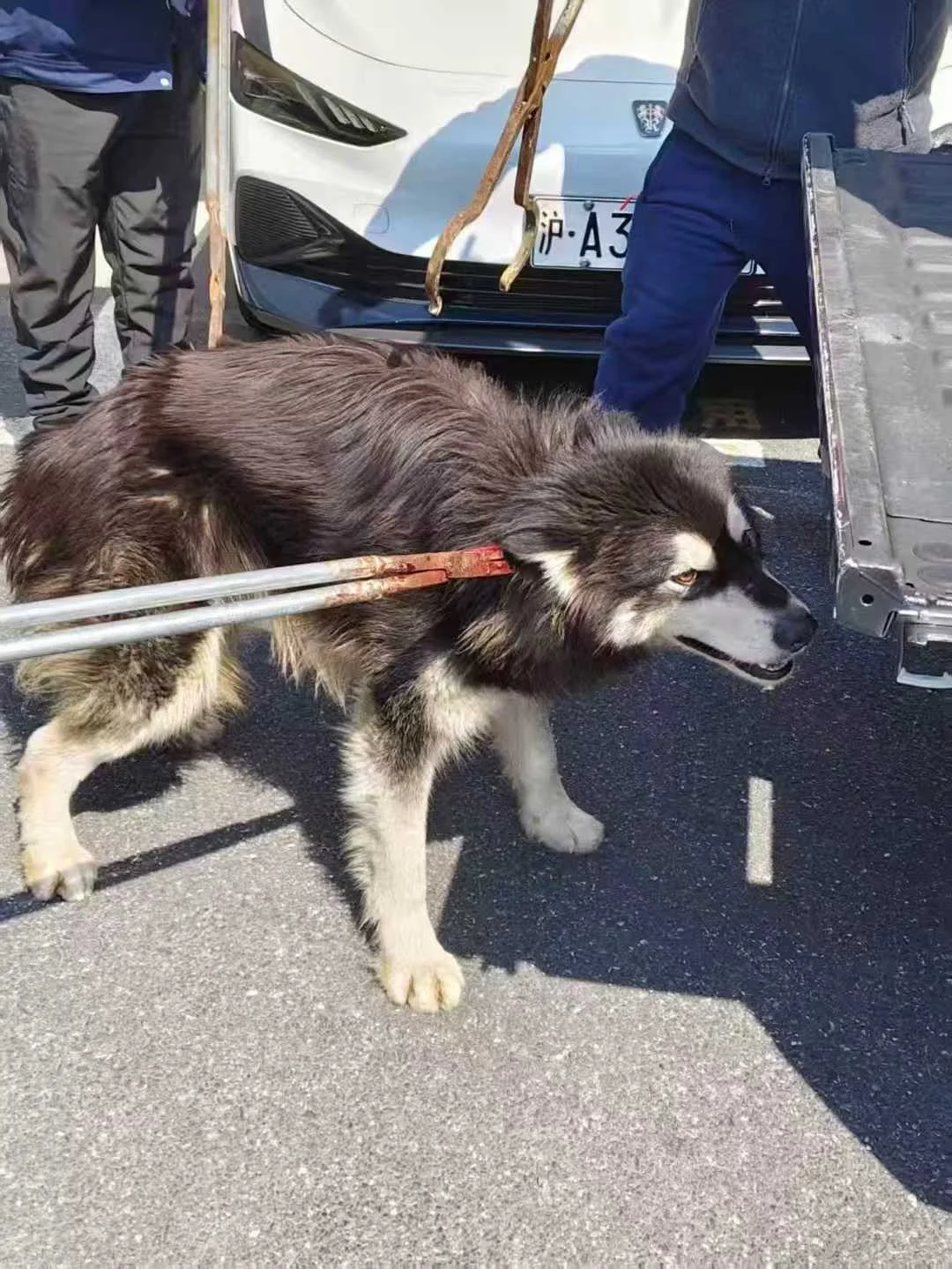 紧急‼️ 上海浦东高桥附近谁家阿拉斯加