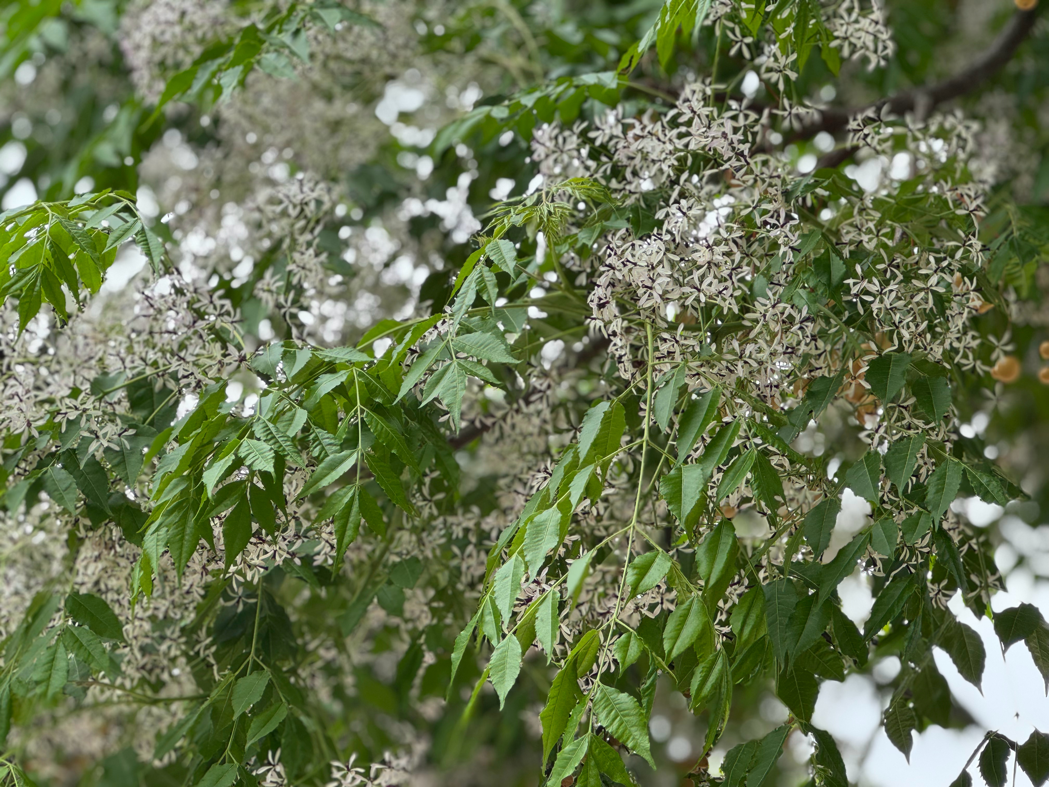 荼靡谢后楝花飞 