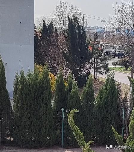 去年蟠桃今年花，粉嫩无瑕靠酒家。
半分酒香半分艳，一杯浊酒数落花。