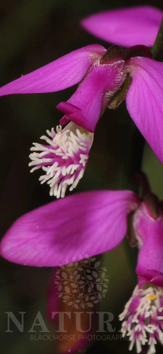 纤茎远志 Polygala garcini 远志科 远志属 ​​​
