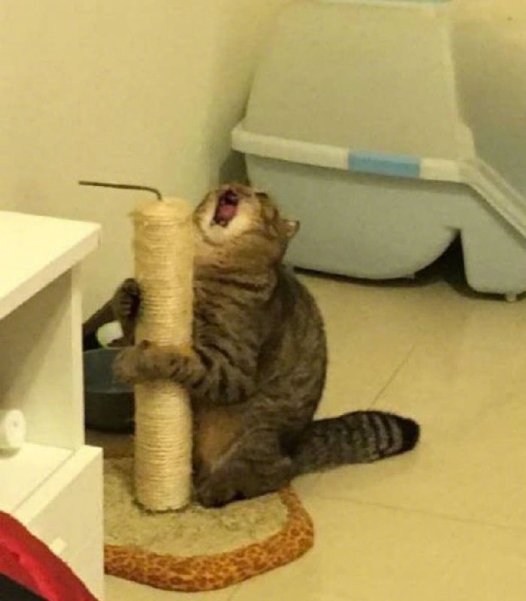 “OH，NOOOO！是谁弄坏了我的玩具！！！”噗哈哈哈哈我笑疯了[喵喵] ​​​