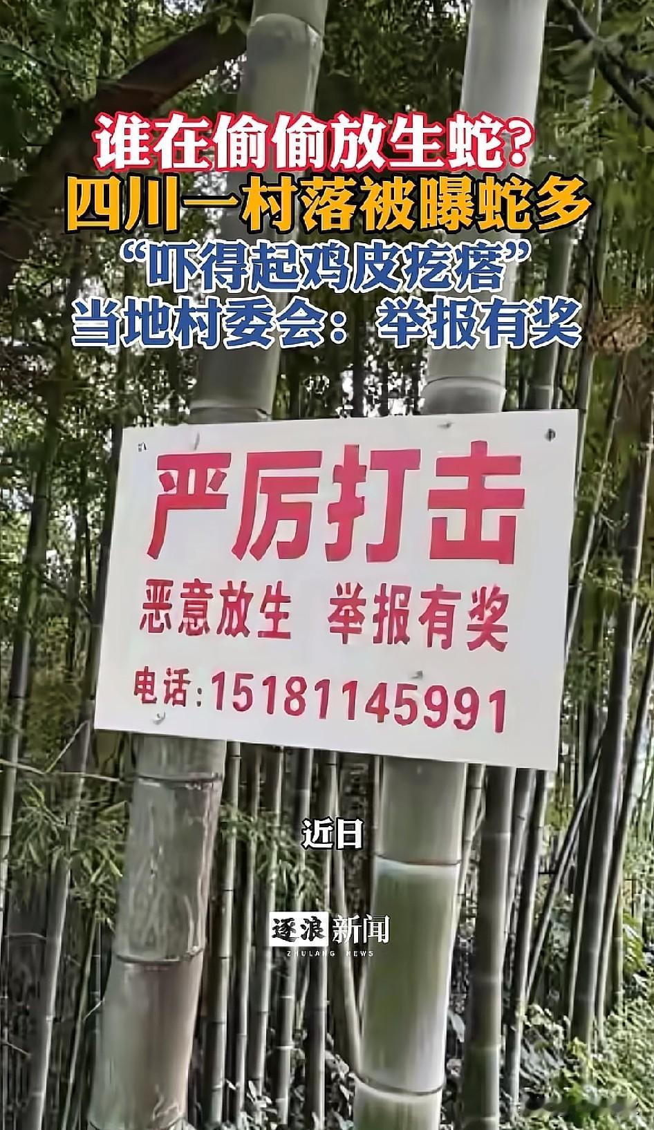 把城里抓的蛇拿到农村放生，这是哪位“大聪明”想出的放生方案？大家不妨好好反思一下