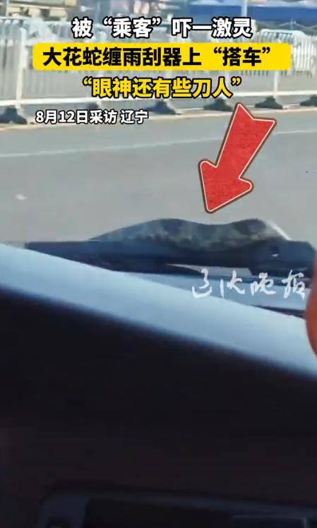 “太吓人了！”辽宁丹东，一女子坐车时，发现雨刮器上缠着什么东西，她以为是塑料袋，