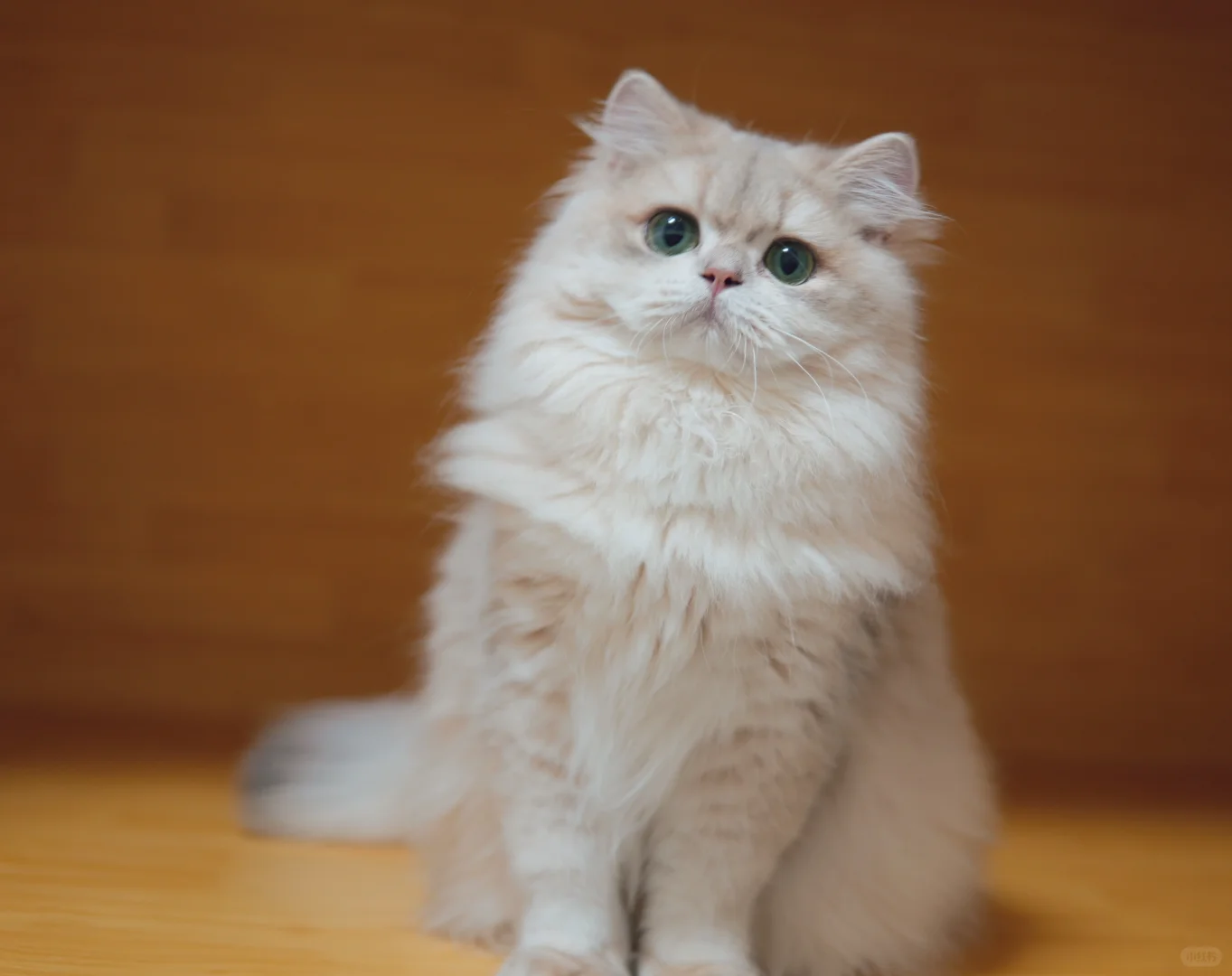 端正的小猫