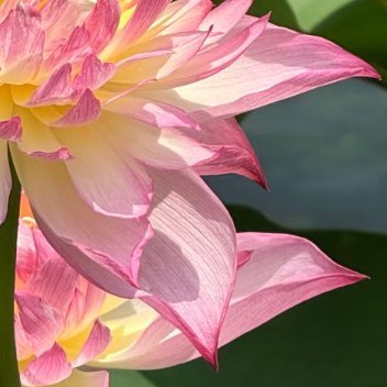 每日一善  每日一善   阳光信用 心善则美，心纯则真，持有一颗平常心，坐看云起