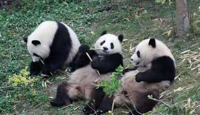 成都大熊猫嬉戏卖萌欢乐十足
四川成都熊猫基地里，一群圆滚滚的大熊猫开启快乐玩耍模